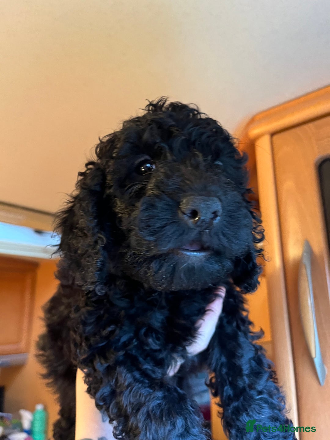 Cockapoo dogs for sale: *READY TO GO* Three beautiful black cockapoos - Advert 3