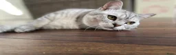 British Shorthair cats for sale: Handsome Boy - Advert 2