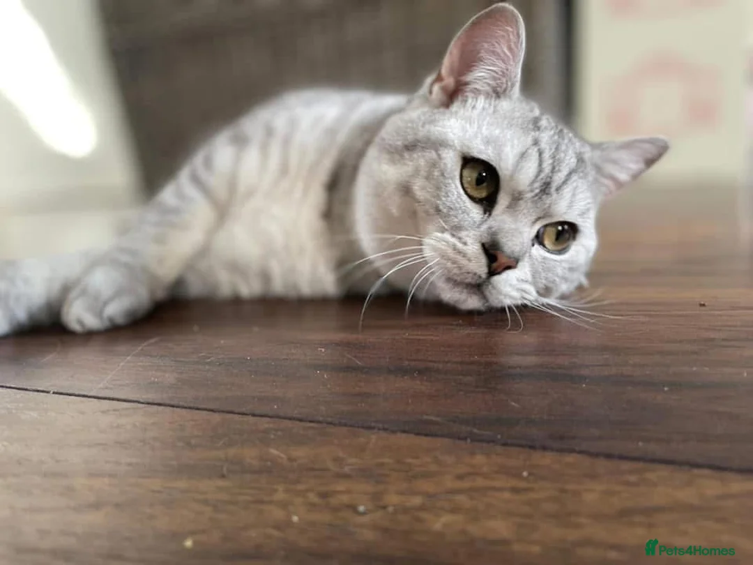 British Shorthair cats for sale: Handsome Boy - Advert 2