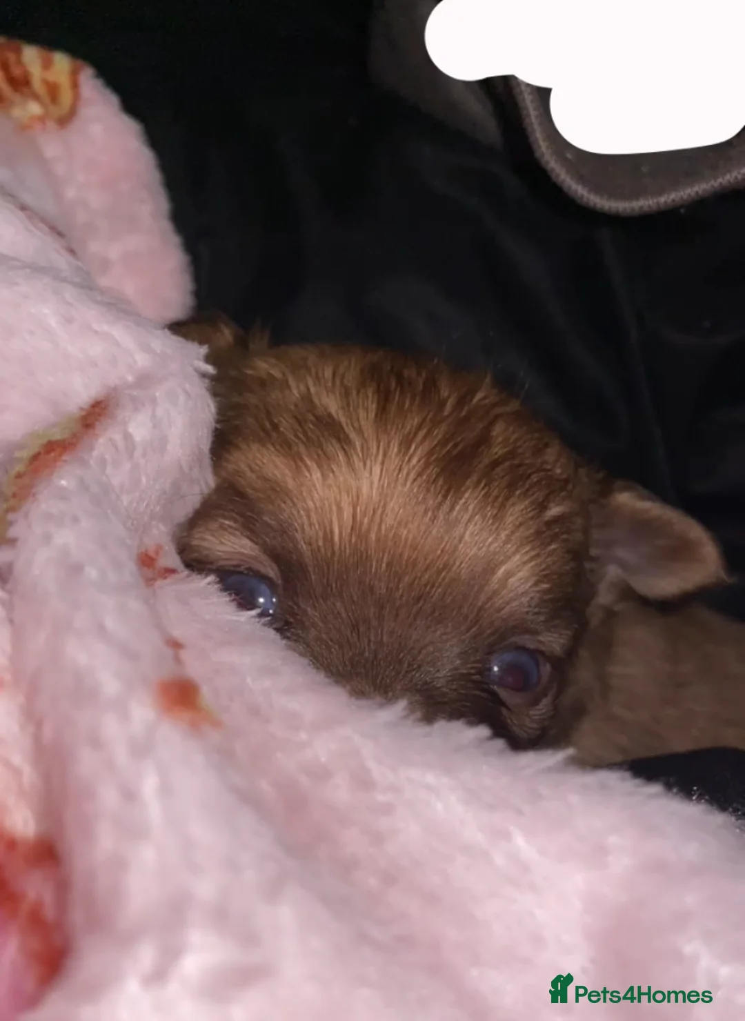 Chihuahua dogs for sale: Light Chocolate chihuahua puppy!  - Advert 4