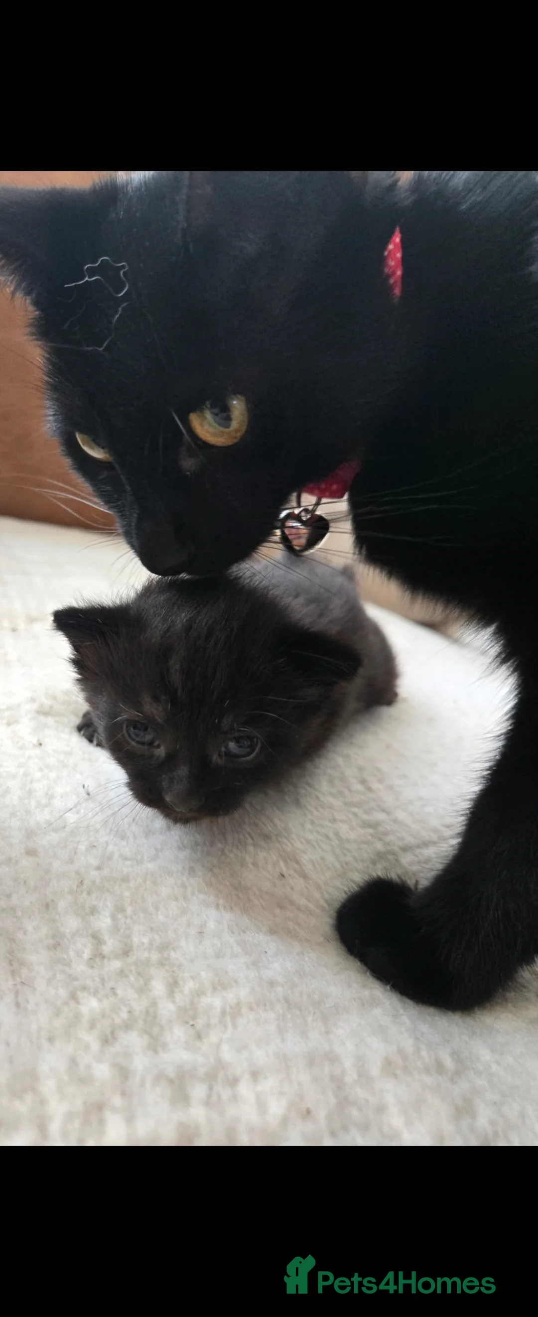 Mixed Breed cats for sale: Beautiful black male kitten !!! in Thornton-Cleveleys - Advert 7