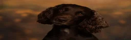 Cocker Spaniel dogs for sale: Working cockers in Chester - Advert 1