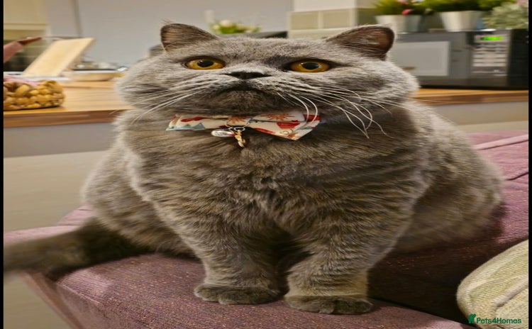 British Shorthair cats - Advert 6