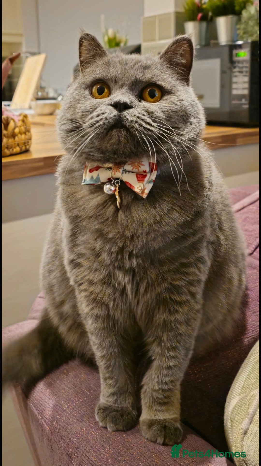 British Shorthair cats for sale: Ru - Lovely British Blue - Image 1