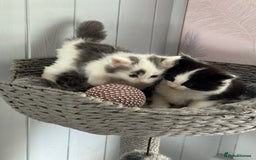British Longhair cats for sale: Ragdoll x British long haired (calico) kittens - Image 9