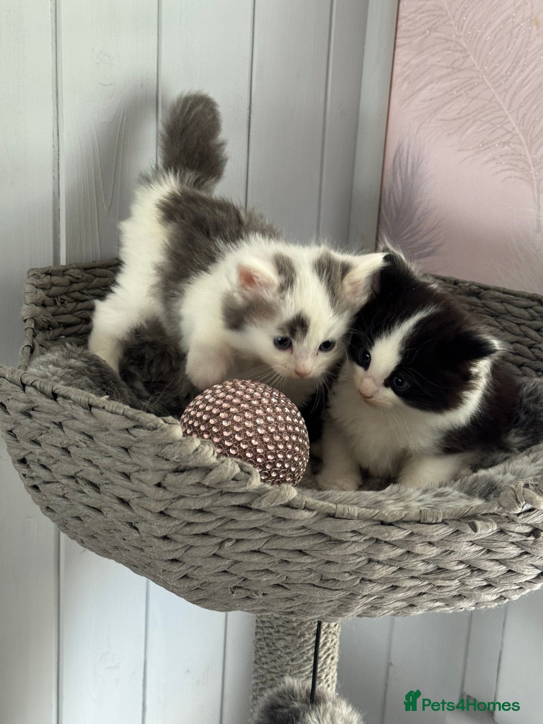 British Longhair cats for sale: Ragdoll x British long haired (calico) kittens - Image 9