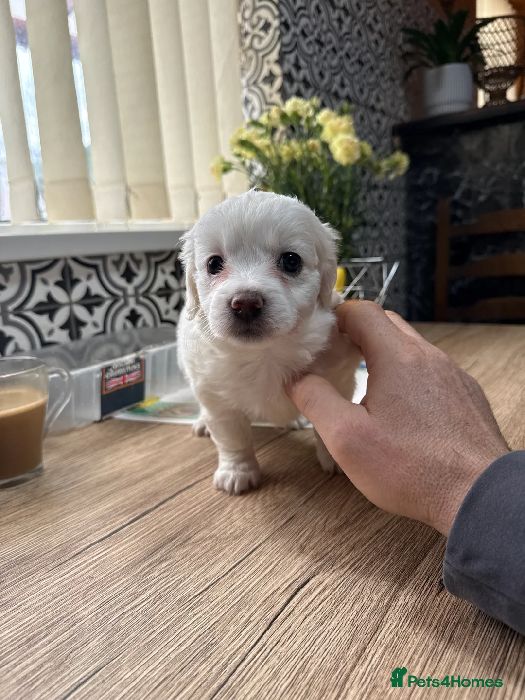 Mixed Breed dogs for sale: Bichon Maltese Puppies-2girls&1Boy Availabile - Advert 2
