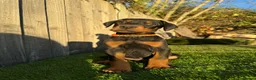 Dobermann dogs for sale: Quality European Doberman - Health Tested & Titled - Advert 3