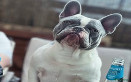 French Bulldog dogs for sale: Male French bulldog for rehome  - Image 2