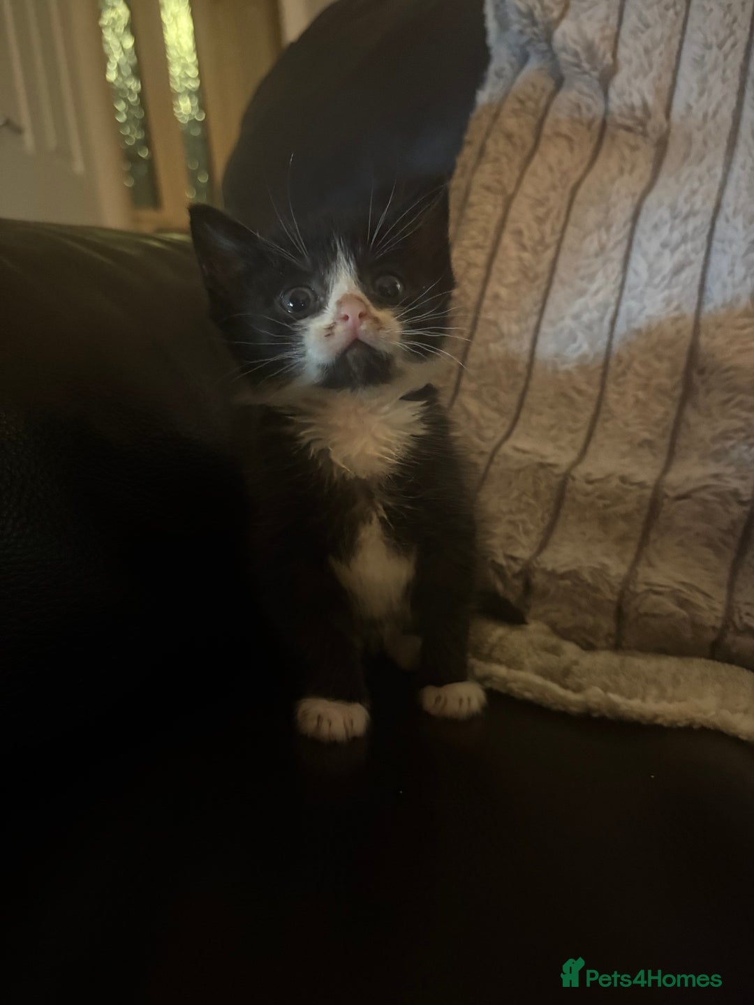 Mixed Breed cats for sale:  Beautiful little kittens needing new homes  - Advert 8