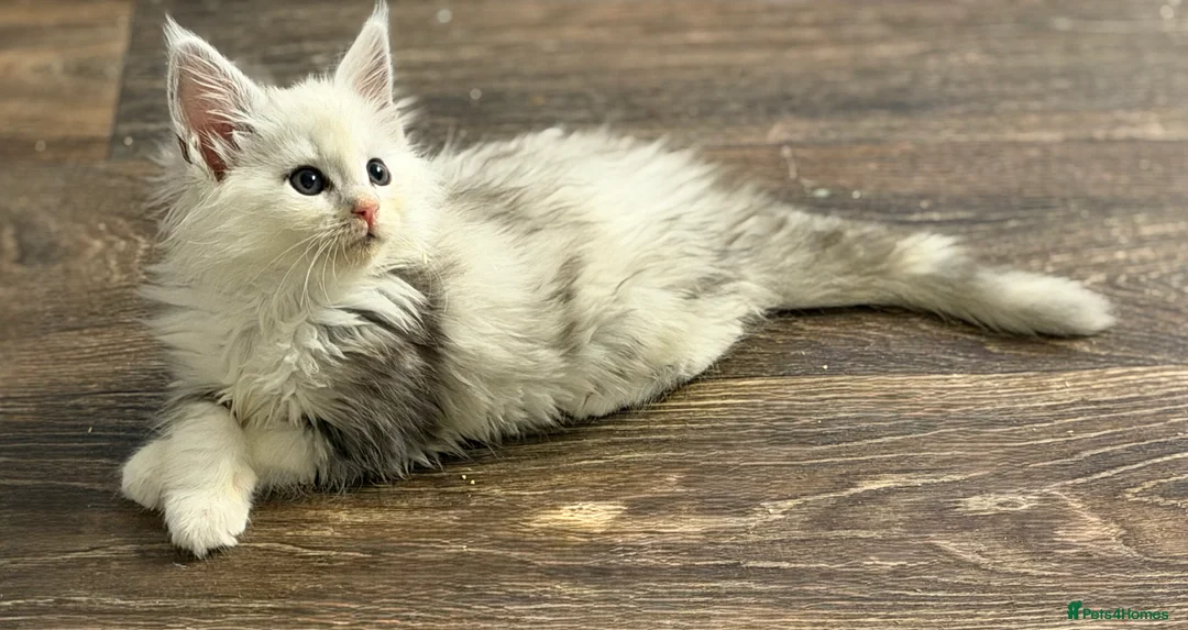 Maine Coon cats for sale: Registered Maine coon kittens  - Advert 3