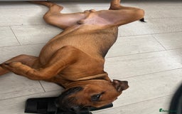 Mixed Breed dogs for sale: ❤️Loving Home Wanted for our Beloved Diego❤️ - Image 2