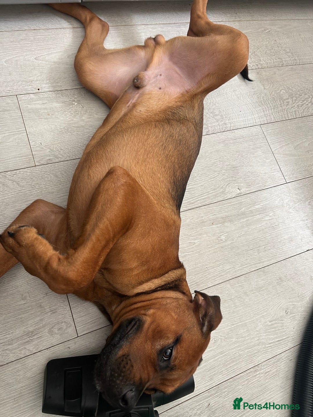 Mixed Breed dogs for sale: ❤️Loving Home Wanted for our Beloved Diego❤️ - Image 2