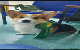 Welsh Corgi Pembroke dogs for sale: Kc reg Pembroke corgi babies available  - Image 6