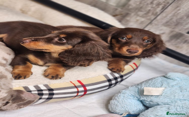 Miniature Dachshund dogs for sale - Advert 2