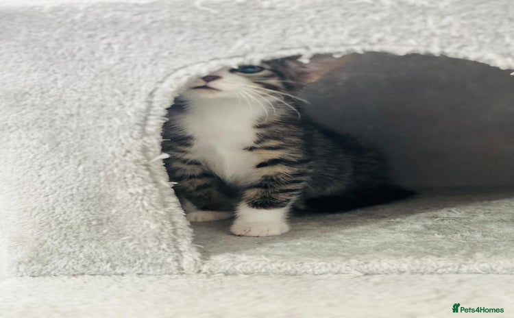 Domestic Shorthair cats - Advert 8