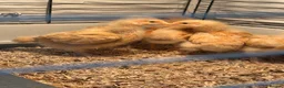 Chickens poultry for sale:  buff Orpingtons chicks different ages - Advert 5