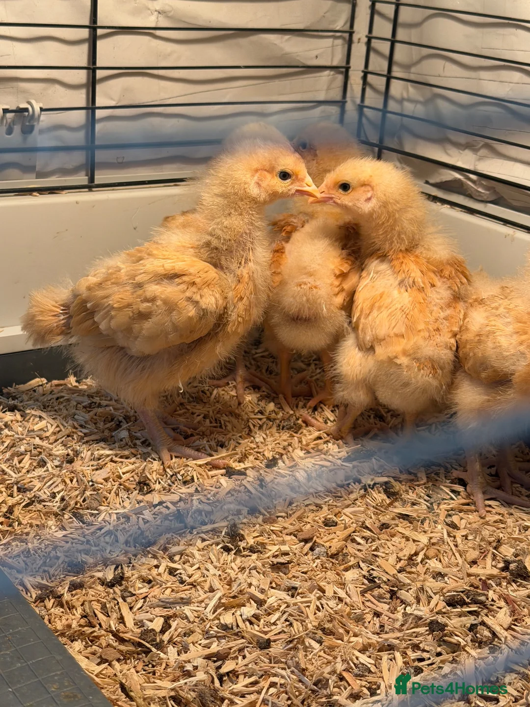 Chickens poultry for sale:  buff Orpingtons chicks different ages - Advert 5