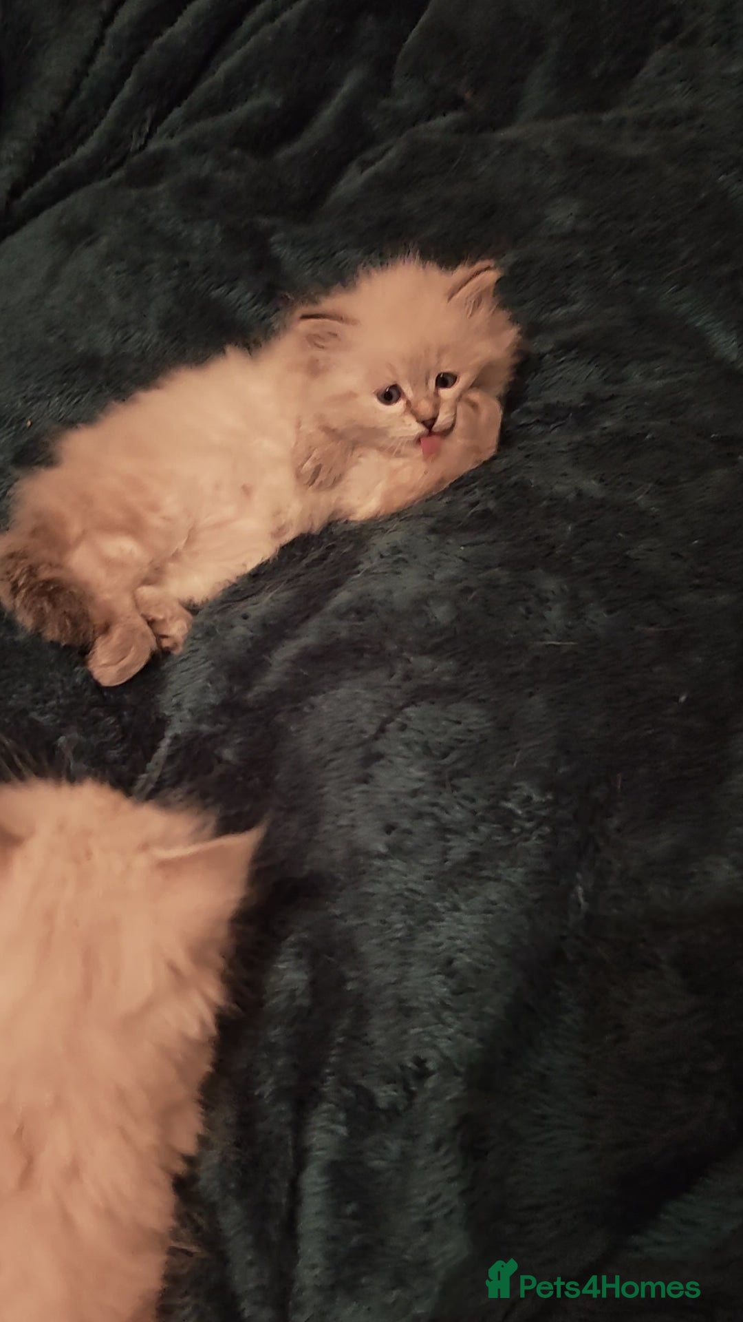 Siberian cats for sale: GCCF +TICA parents - Image 17
