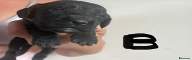 Cocker Spaniel 3