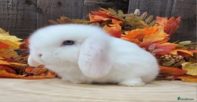 Mini Lop rabbits - Advert 5