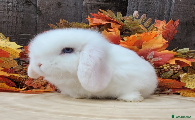 Mini Lop rabbits Stunning pure bred mini lops available.  - Advert 2