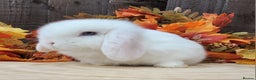 Mini Lop rabbits for sale: 3 Stunning baby pure bred mini lops available.  - Advert 7