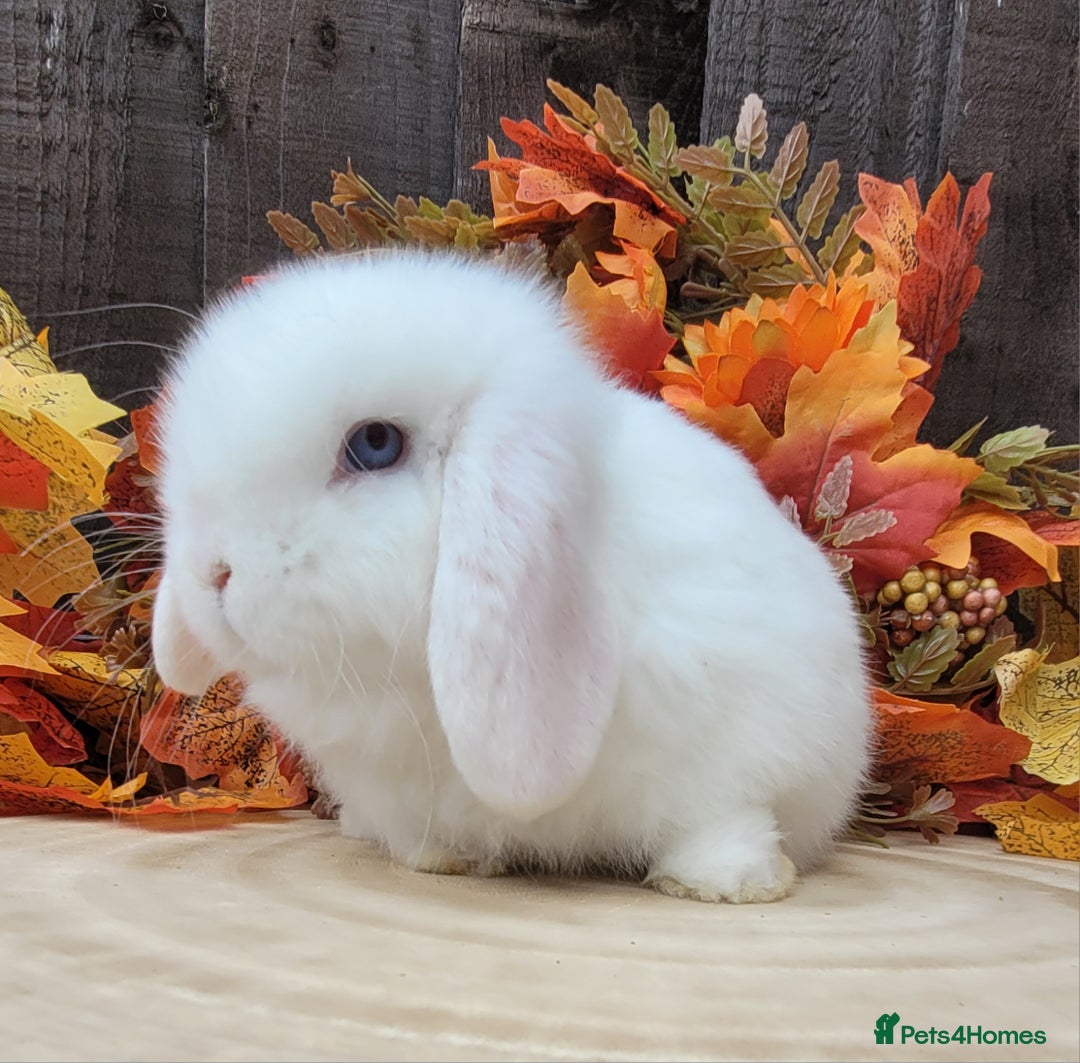 Mini Lop rabbits for sale: 3 Stunning baby pure bred mini lops available.  - Advert 7
