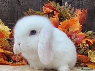 Mini Lop rabbits Stunning pure bred mini lops available. - Advert 5