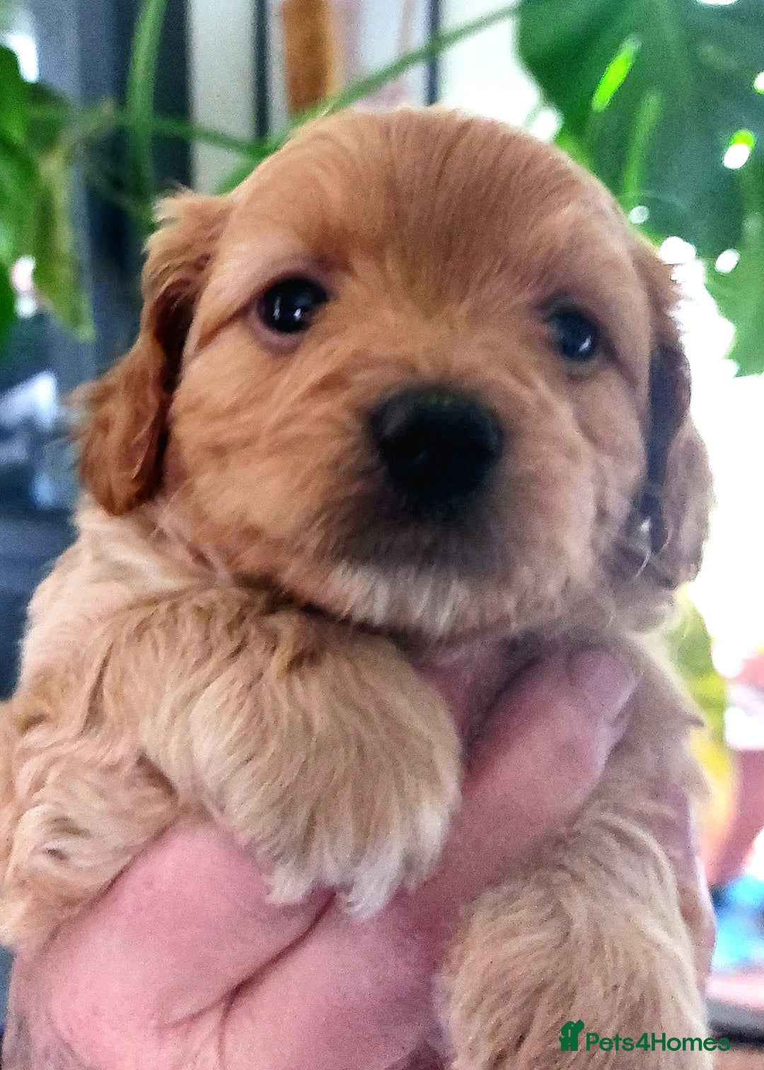 Jackapoo dogs for sale: Stunning jackapoo babies  - Advert 2