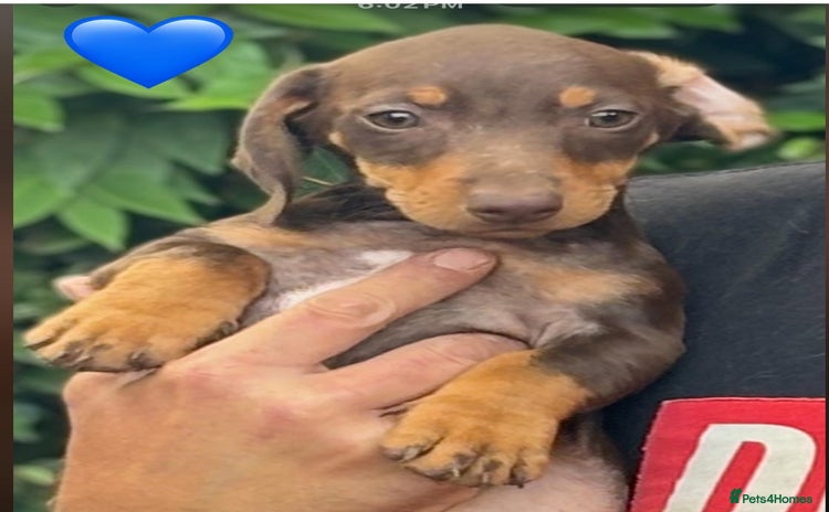 Mixed Breed dogs - Advert 2
