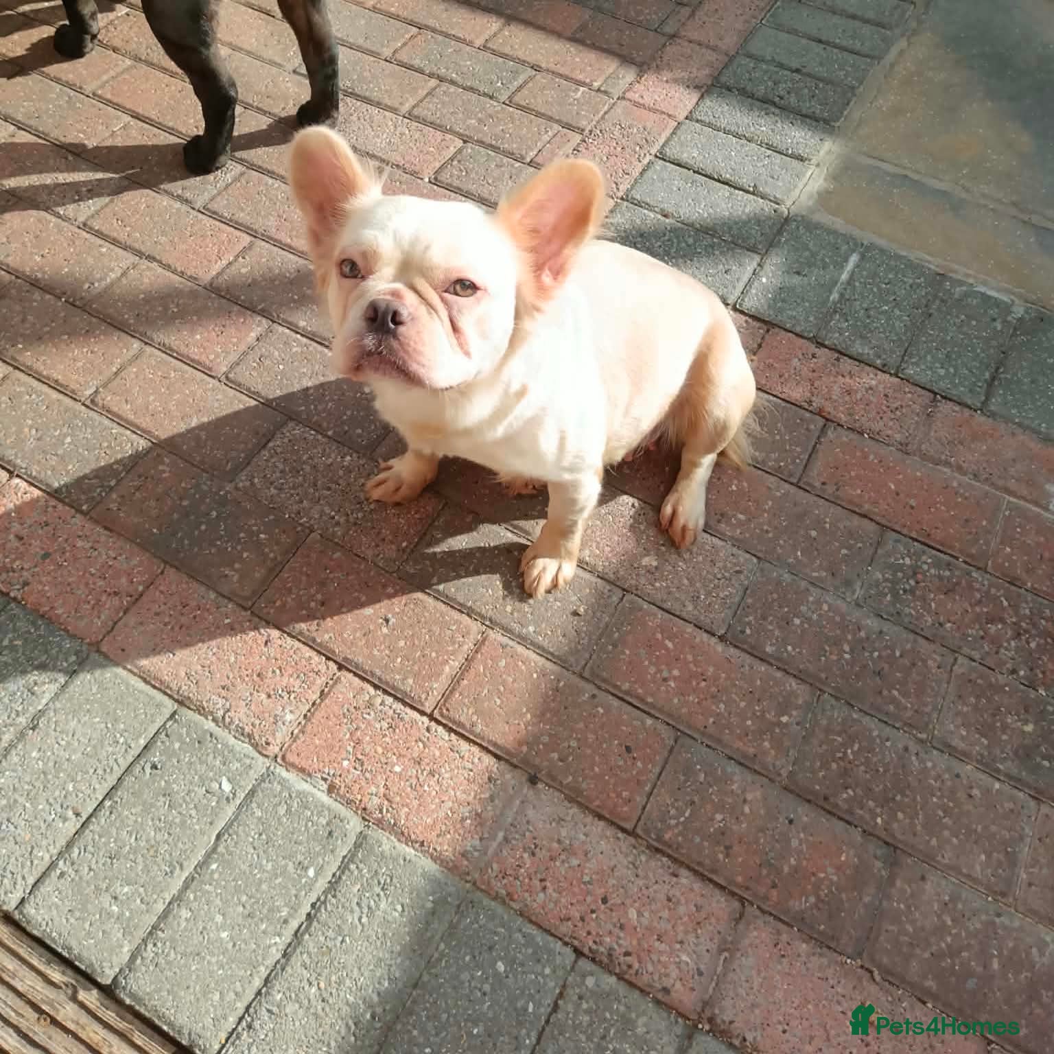 French Bulldog dogs Visual Fluffy French Bullldog - Advert 2