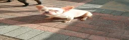 French Bulldog dogs for sale: Visual Fluffy French Bullldog - Advert 1