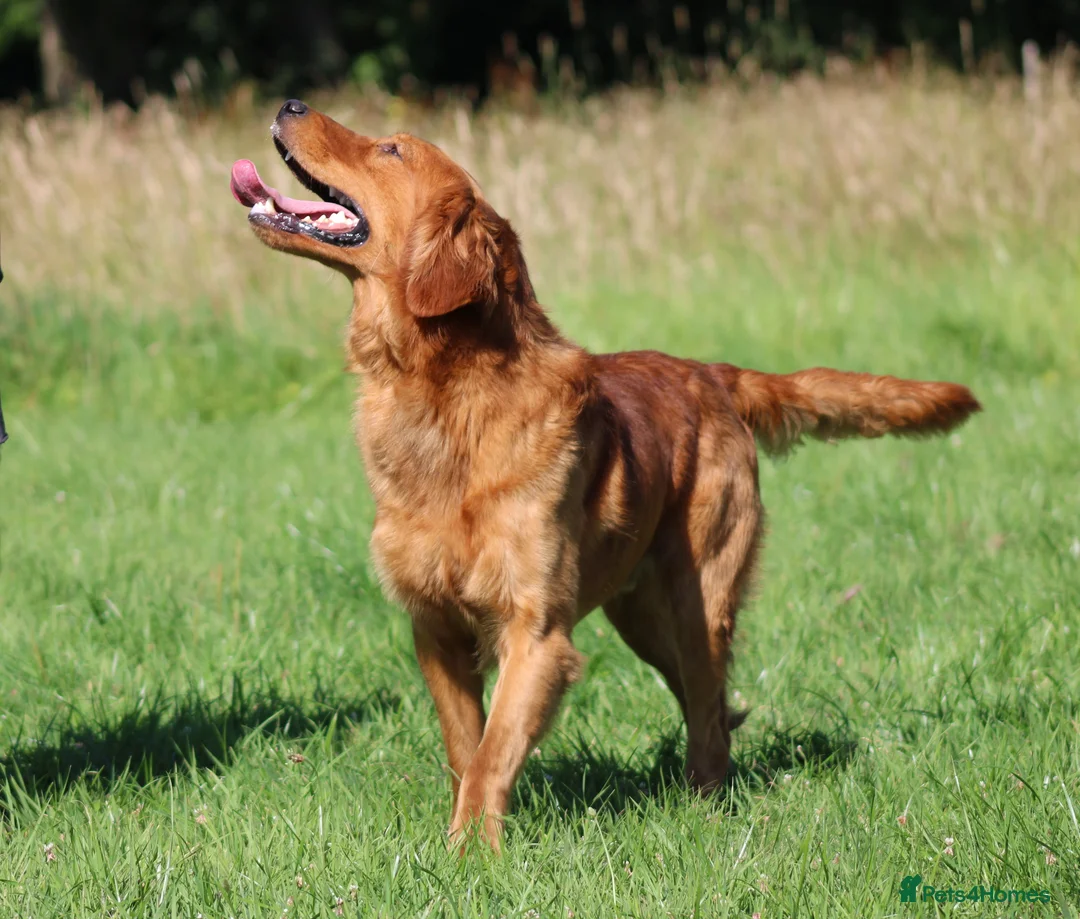 Golden Retriever dogs for stud: EXTENSIVELY health tested with excellent results! in Newark - Advert 18
