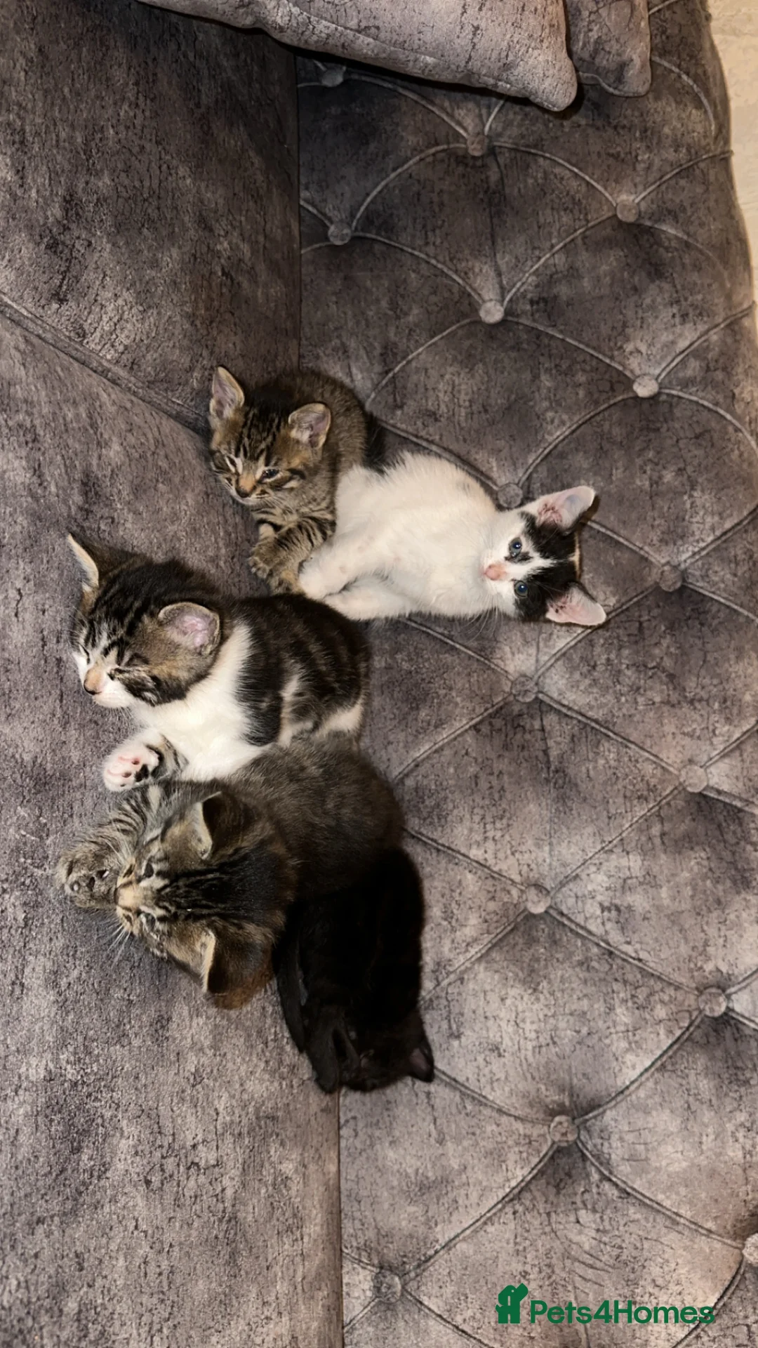Domestic Shorthair cats for sale: Adorable Tabby/domestic shorthairs  - Advert 1