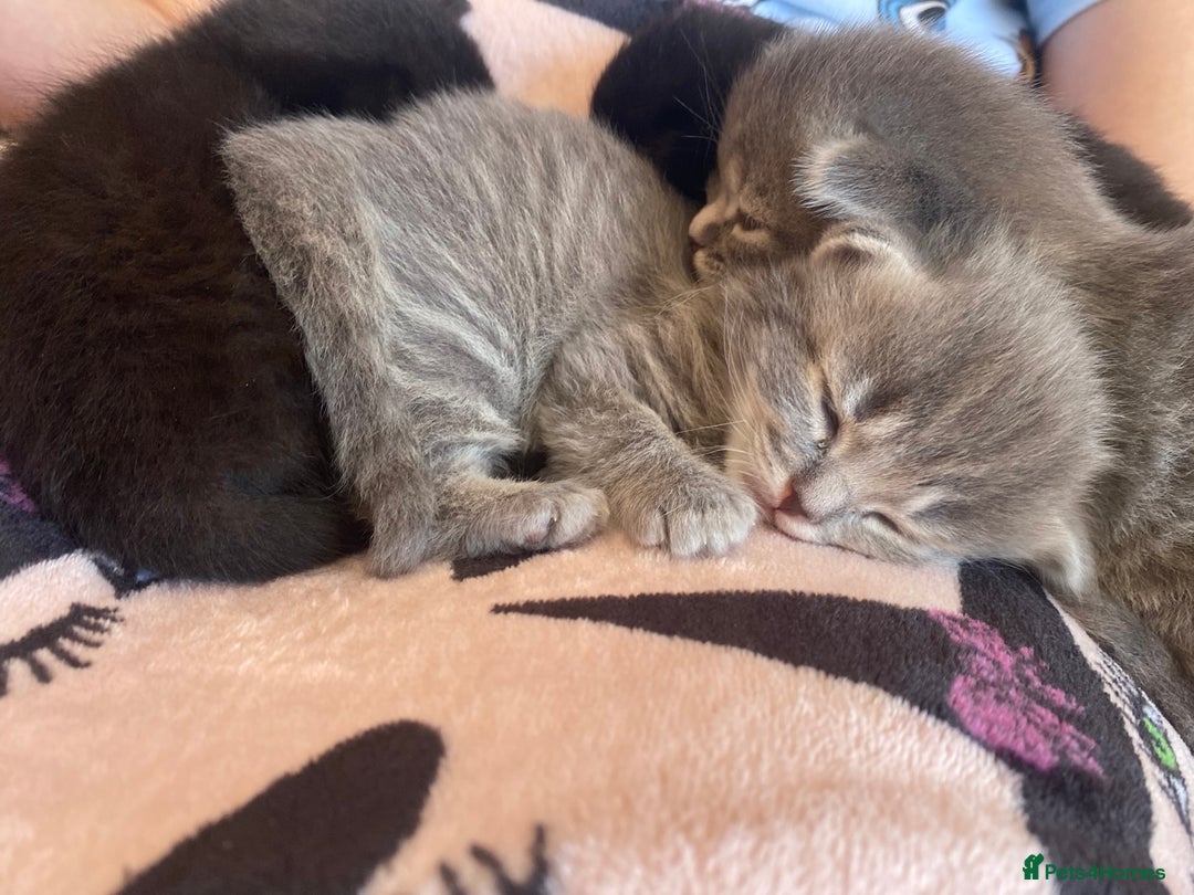 Siberian cats for sale: Siberian x British Shorthair Girls  - Image 22