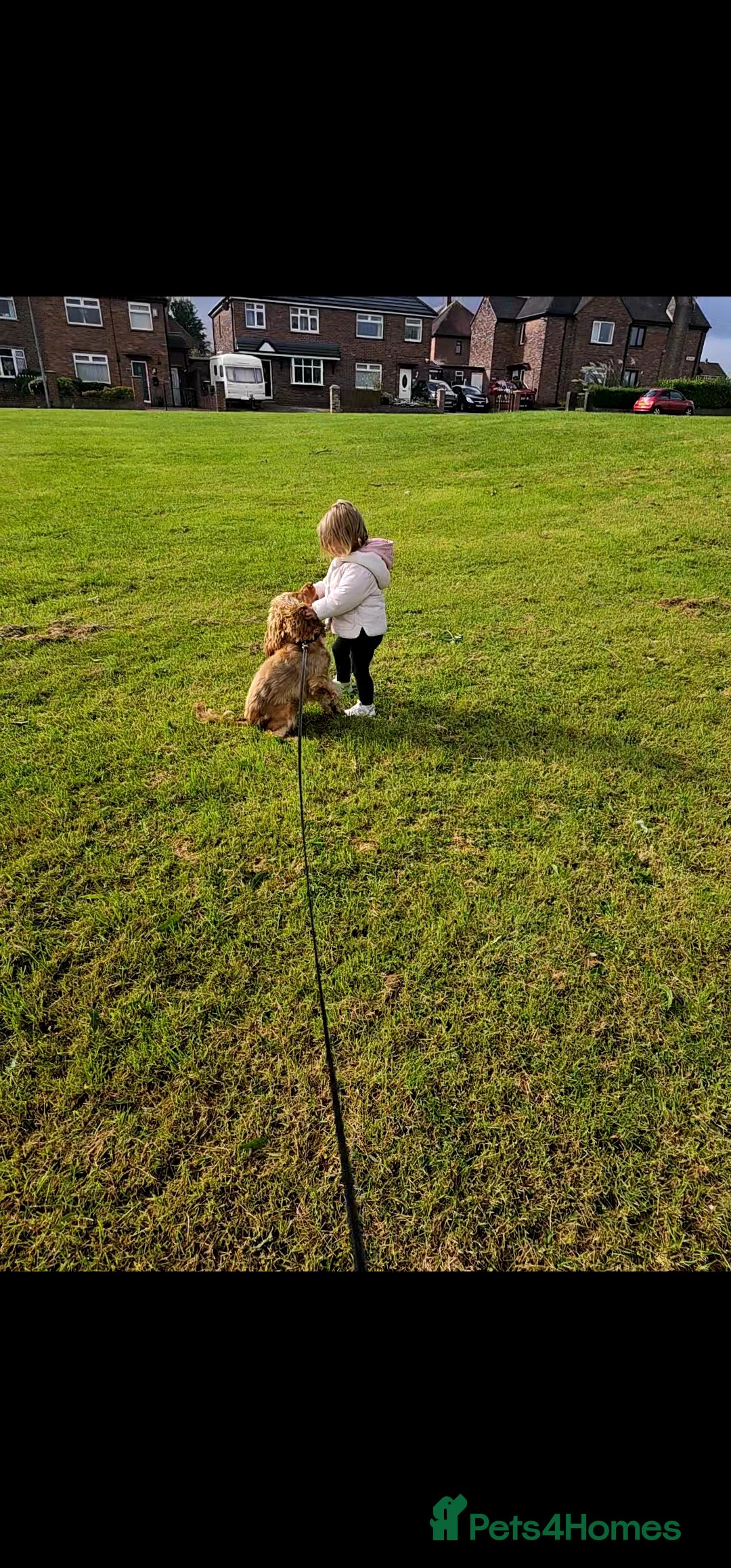 Cocker Spaniel dogs for sale: 8 month old show cocker - Image 6