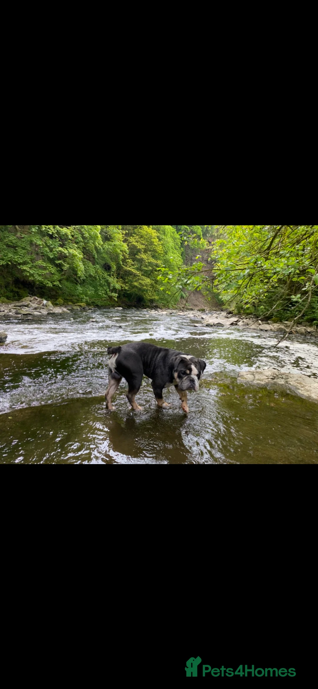 Olde English Bulldogge dogs for sale: Draco  - Advert 2