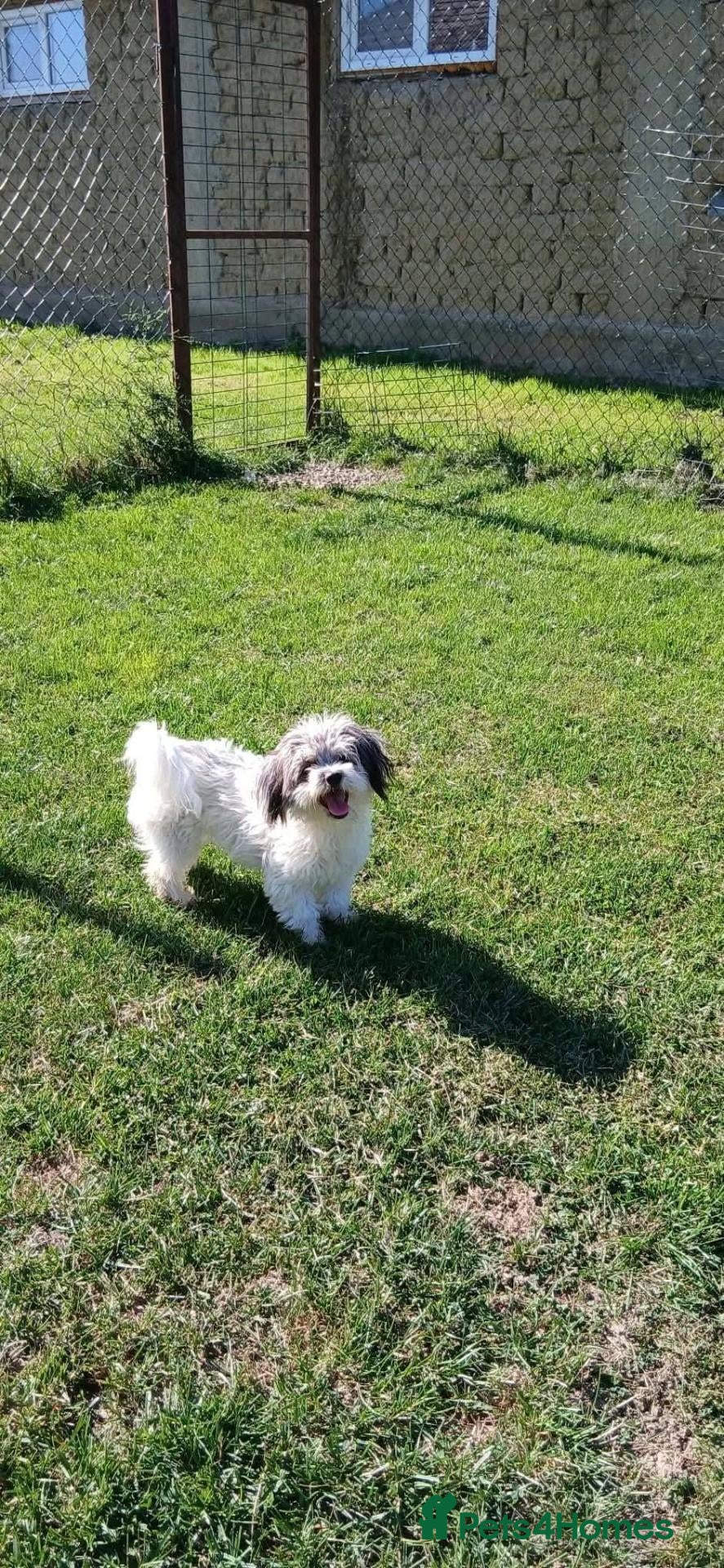Mixed Breed dogs Lola for adoption - Advert 1