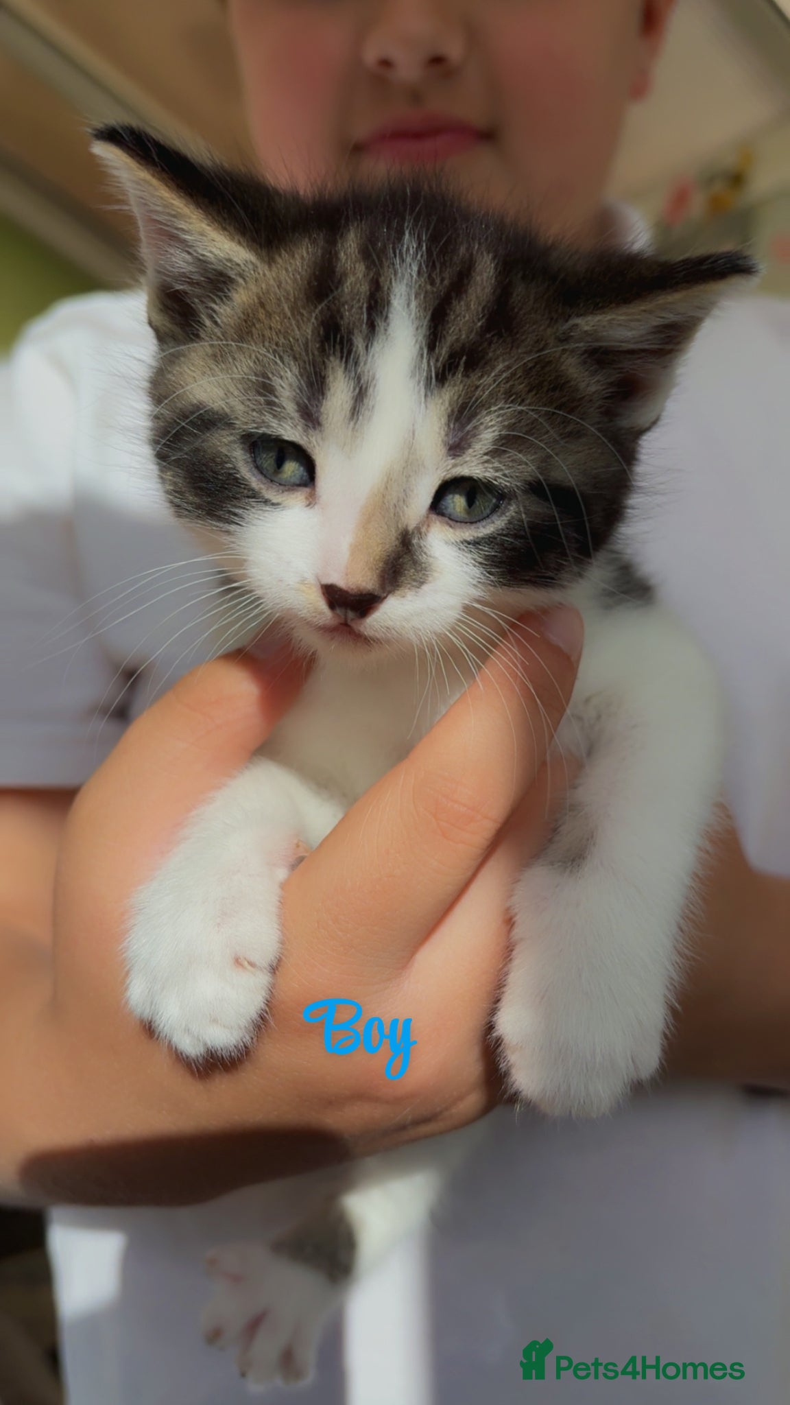 Mixed Breed cats 5 Beautiful kittens for sale - Advert 1