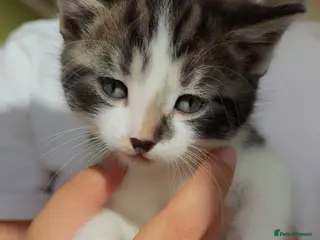 Mixed Breed cats 5 Beautiful kittens for sale - Advert 2