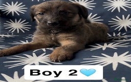 Mixed Breed dogs for sale: Bedlington whippet puppies - Image 16