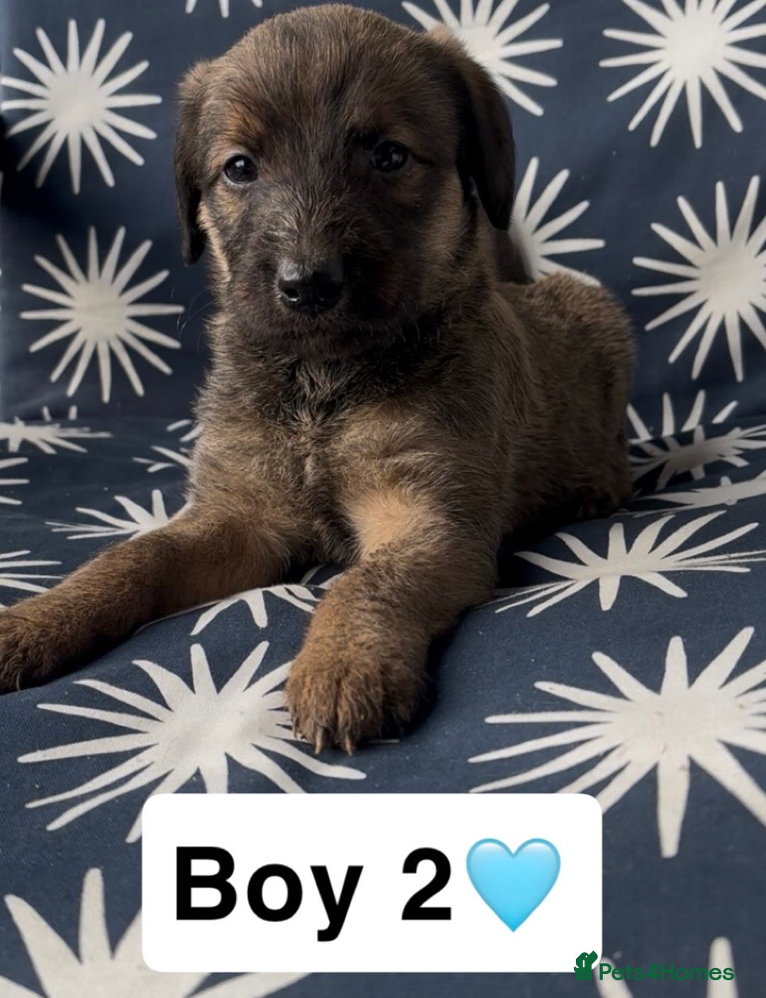 Mixed Breed dogs for sale: Bedlington whippet puppies - Image 16