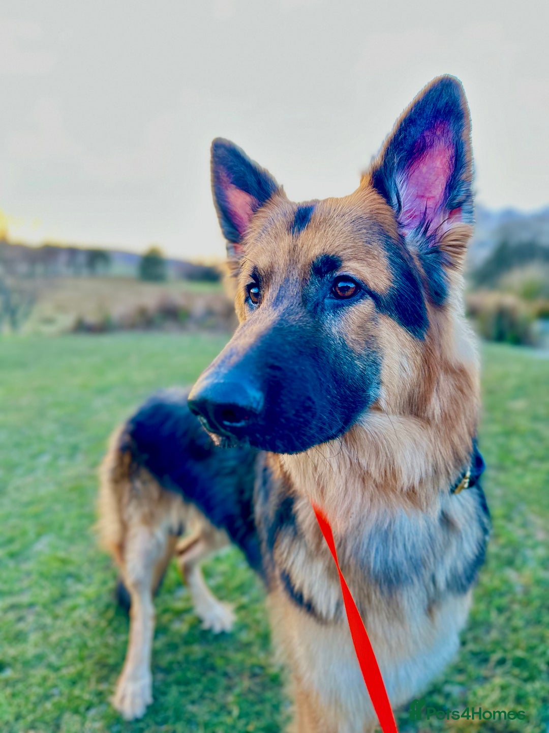 German Shepherd dogs for sale: German Shepherd looking for his forever home  - Advert 6