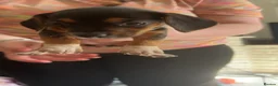 Jackshund dogs for sale: 2 girls 1 boy  - Advert 8