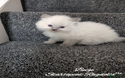 Ragdoll cats for sale: GCCF Pedigree Ragdoll Kittens Champion Lines - Image 14