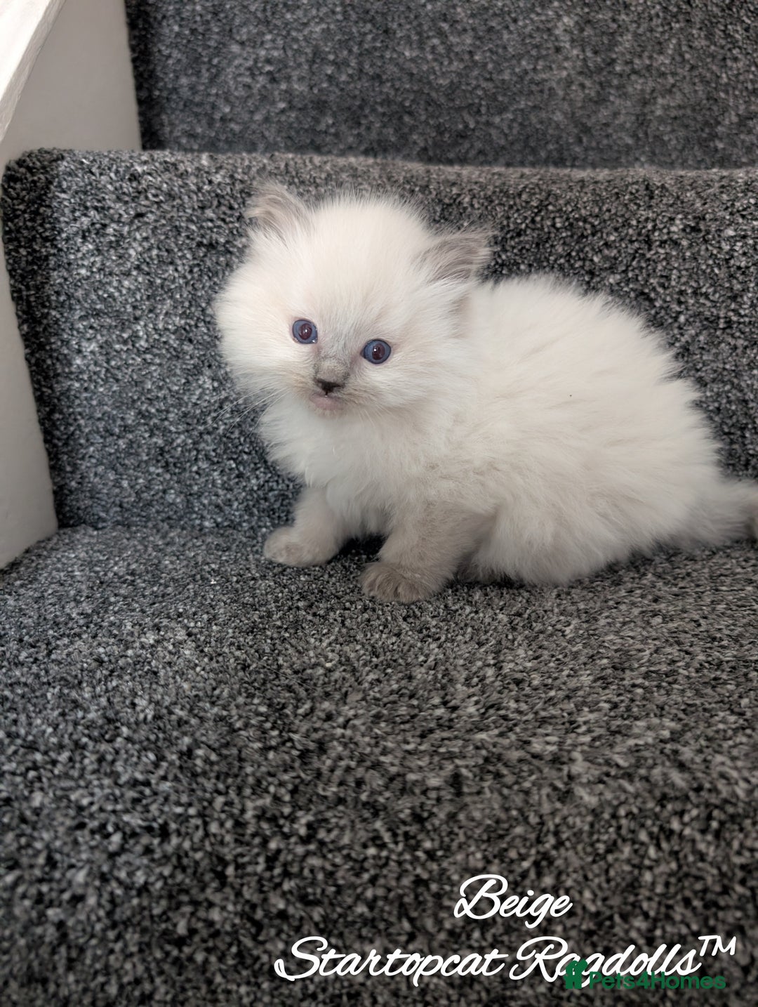 Ragdoll cats for sale: GCCF Pedigree Ragdoll Kittens Champion Lines - Image 14