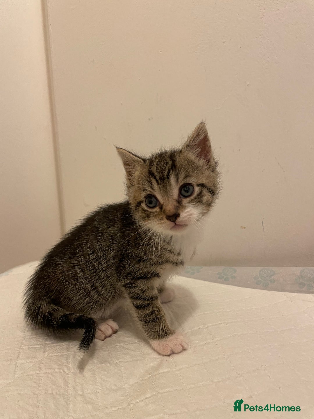 Mixed Breed cats for sale: Gorgeous kittens ready for new homes now  - Advert 11