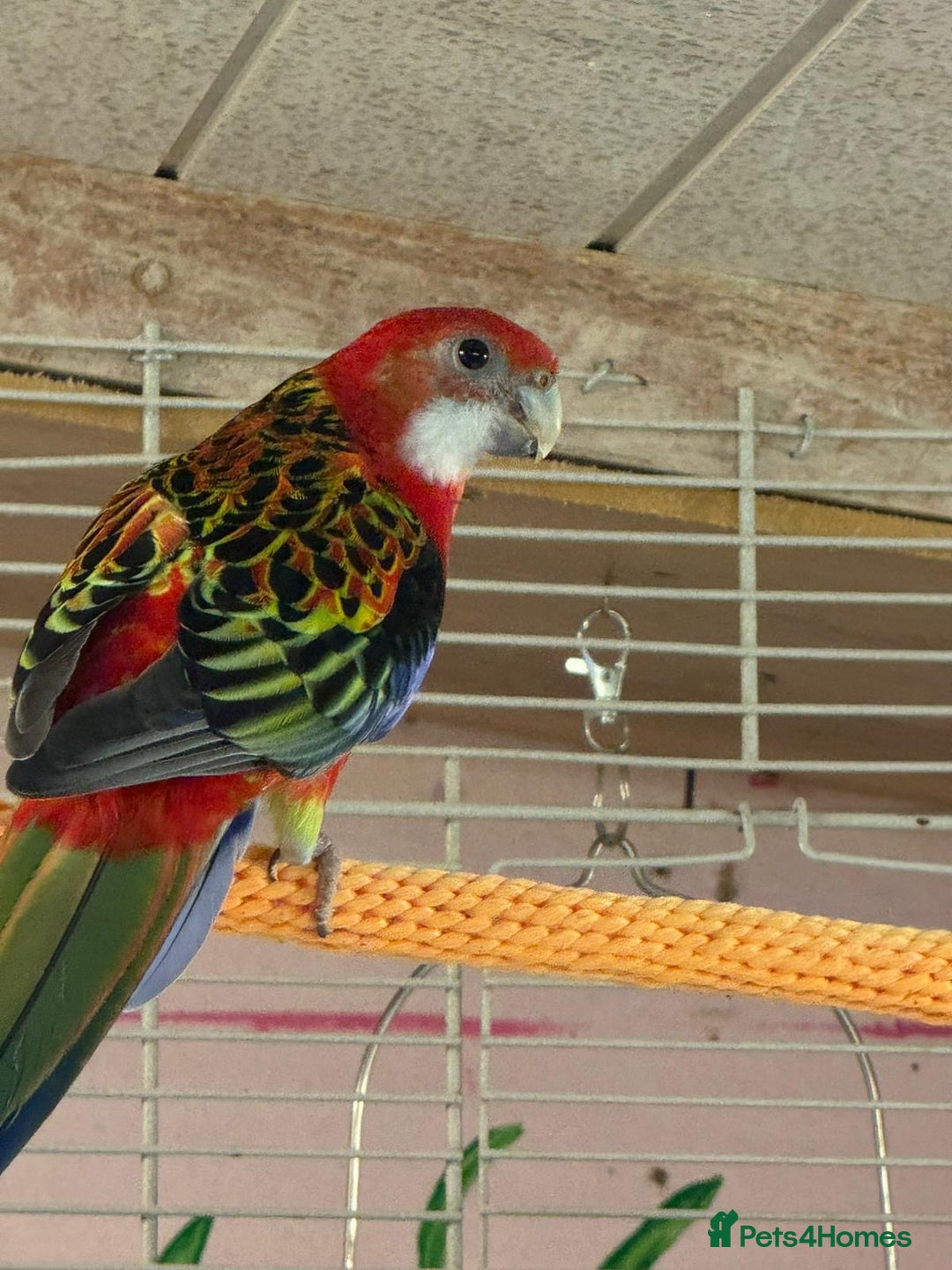 Parakeets birds for sale: Golden mantle rosella’s  - Advert 7