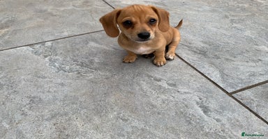 Chiweenie dogs - Advert 8
